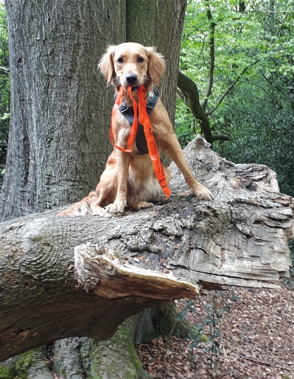 Epping Forest Spring Ride